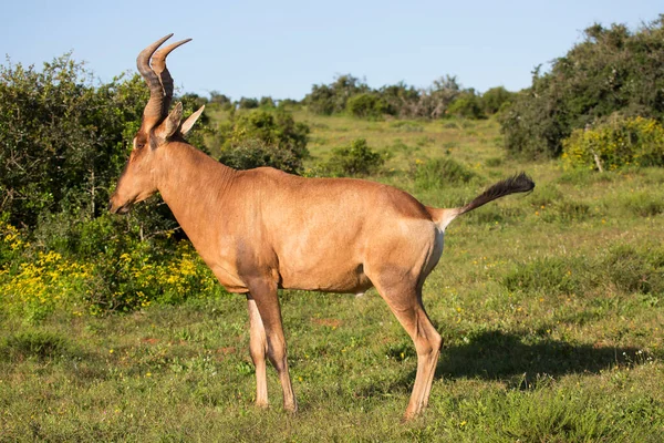 Vista Antílope Selvagem Savana — Fotografia de Stock