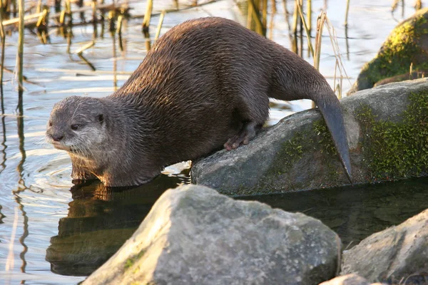 Una Pequeña Nutria Marrón Está Comiendo Estanque — Foto de Stock