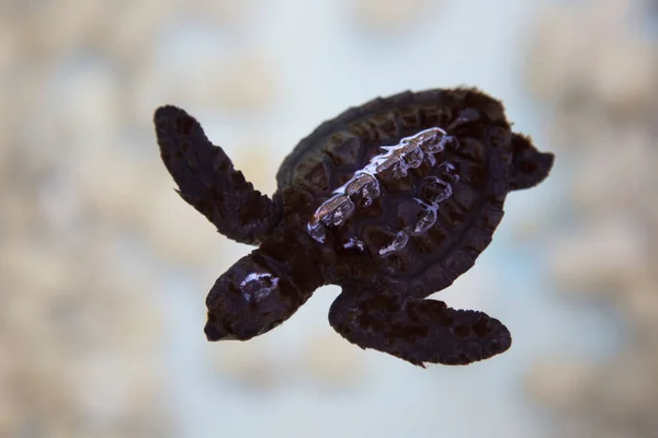 Close View Small Turtle Moving Water — Stock Photo, Image