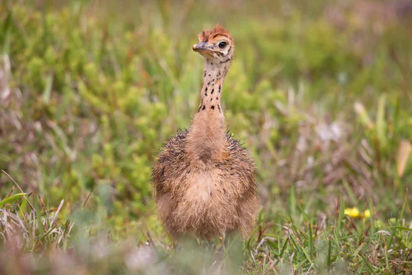 Closeup Chick Common Ostrich Struthio Camelus Grass Field — Stock Photo, Image