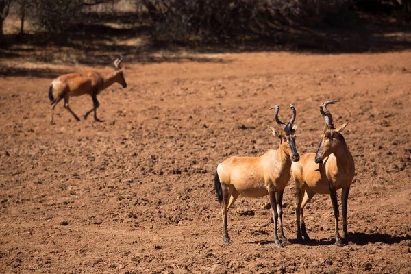 Tsessebe Sassaby Comum Damaliscus Lunatus Subespécie Lunatus Pastoreio Prados Secos — Fotografia de Stock