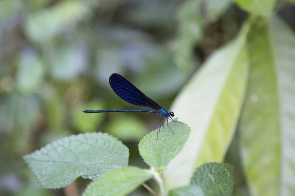 Bella Libellula Una Foglia Verde — Foto Stock