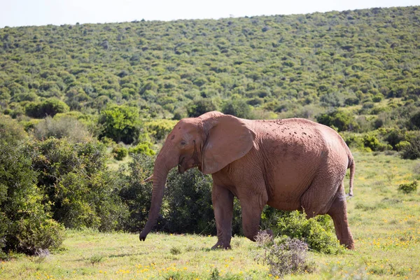 Elefante Solitario Sabana Africana Pastando Las Llanuras Abiertas Prados — Foto de Stock