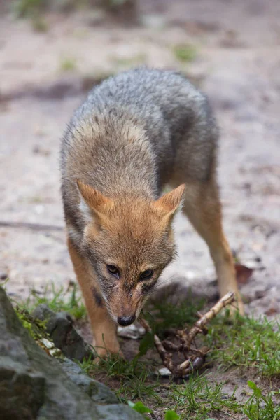 自然栖息地的灰狐 — 图库照片