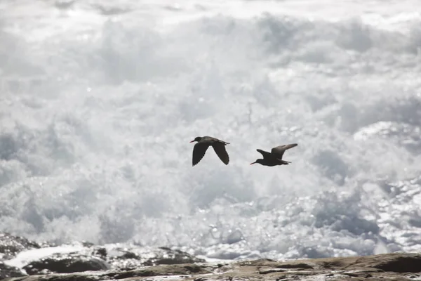 Gaviotas Volando Cielo — Foto de Stock