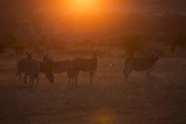Luz Solar Noite Backlights Rebanho Zebras Planícies Equus Quagga Savana — Fotografia de Stock