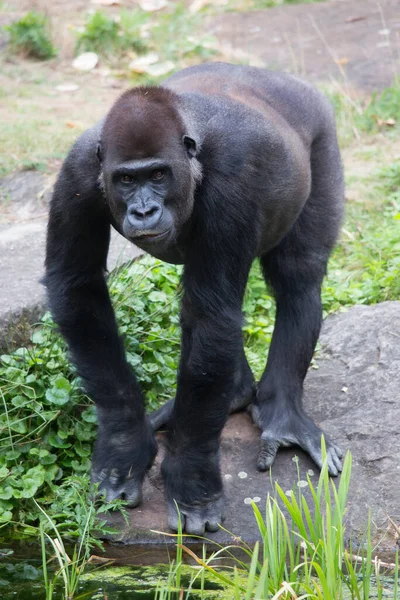 动物园里的大猩猩 — 图库照片