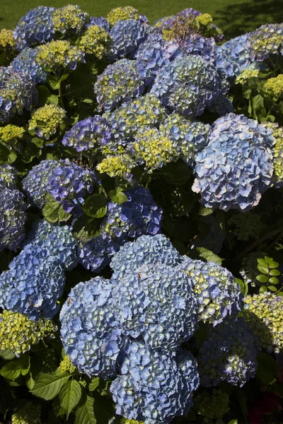 Färgglada Blommor Grön Bakgrund Närbild — Stockfoto