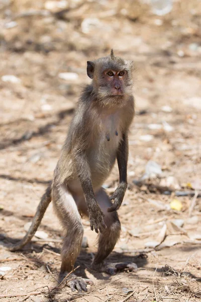 Caranguejo Macaco Cauda Longa Macaca Fascicularis Relaxado Observando Área — Fotografia de Stock