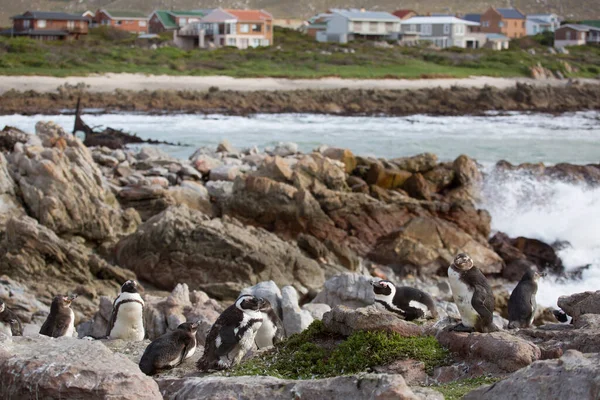 Flock Pingviner Stranden — Stockfoto