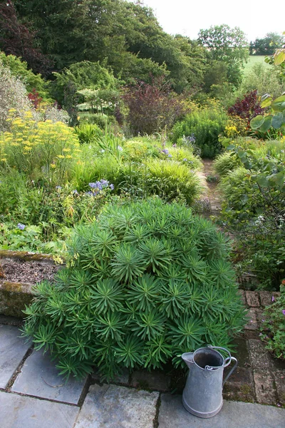 Hermoso Jardín Verano Con Plantas Verdes — Foto de Stock