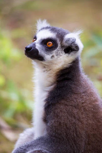 Lémur Cola Anillada Lemur Catta — Foto de Stock