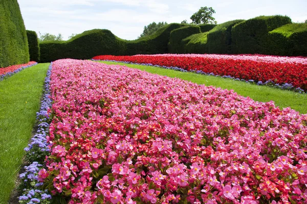 Belles Fleurs Poussant Jardin Été — Photo
