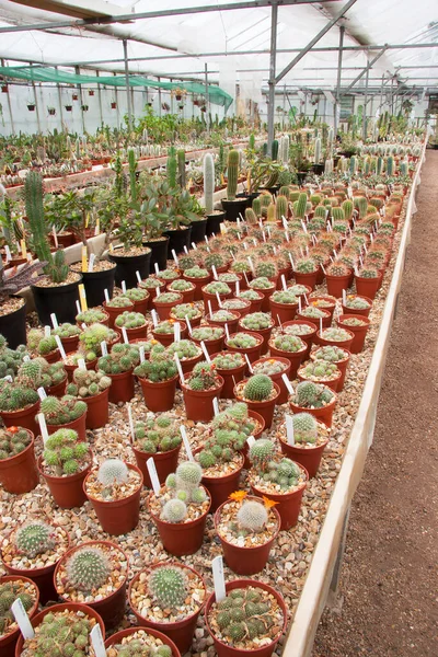 Rzędy Zielonych Kaktusów Szklarni — Zdjęcie stockowe