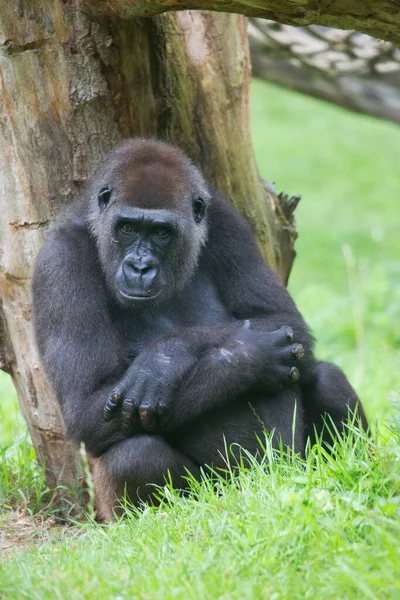 Nahaufnahme Des Westlichen Flachlandgorillas — Stockfoto