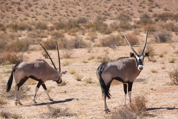 Manada Gemsbok Oryx Sul Africano Oryx Gazella Caminhando Pastando Grama — Fotografia de Stock