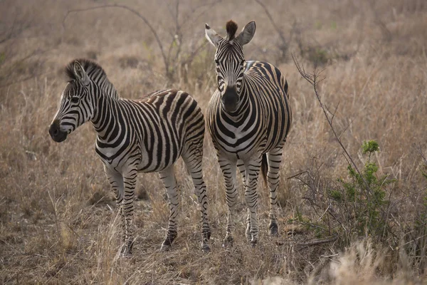 Vista Zebras Parque Nacional África — Fotografia de Stock