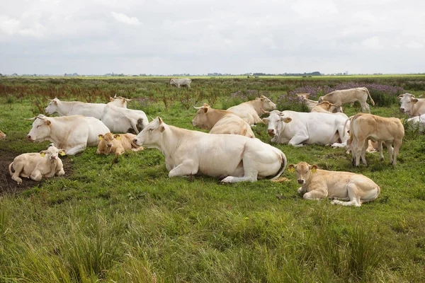 一群奶牛在牧场吃草 — 图库照片