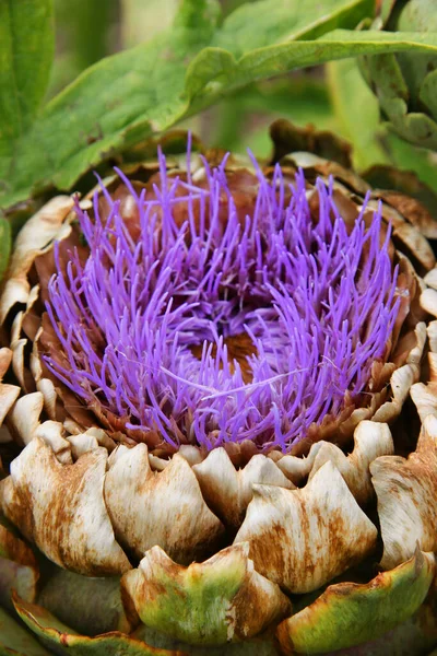 Alcachofra Global Cynara Scolymus Tipicamente Inglês Grande Jardim Paisagístico Com — Fotografia de Stock