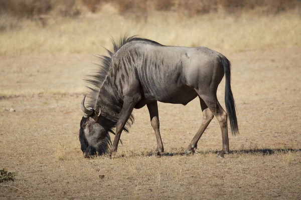 Zwarte Gnoes Witstaartgnu Connochaetes Gnou Lopend Open Vlaktes — Stockfoto