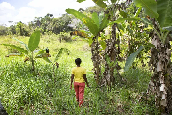 Joven Trabajadora Plantación Bananera Disparo Viaje — Foto de Stock