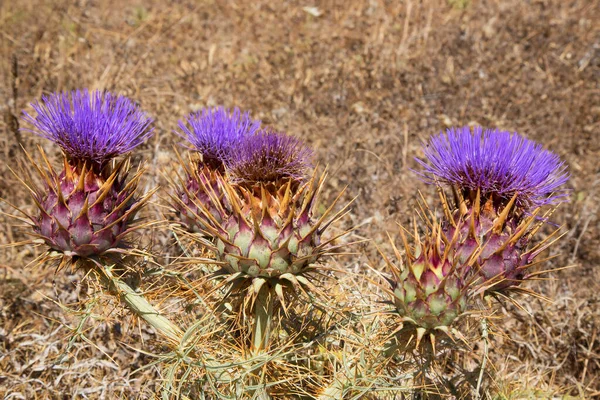 Primer Plano Una Flor Cardo —  Fotos de Stock