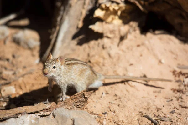 Rato Rato Relva Quatro Riscas Rhabdomys Pumilio Procura Comida Chão — Fotografia de Stock