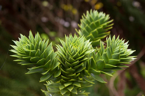 植物特写 天然壁纸 — 图库照片