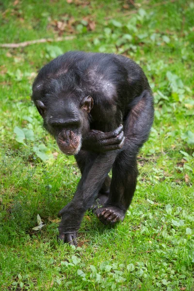 Common Chimpanzee Pan Troglodytes — Stock Photo, Image