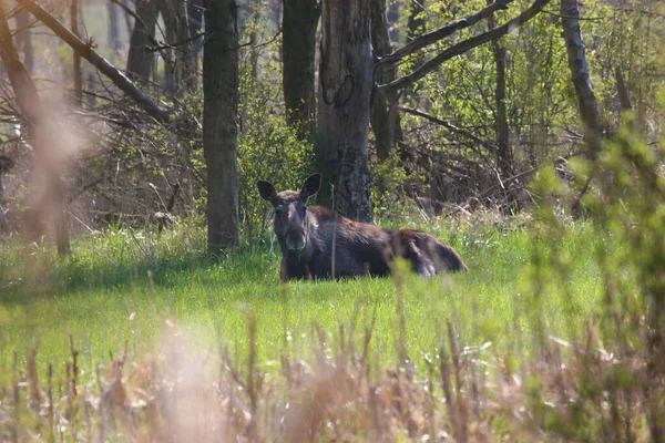 View Moose Wild — Stock Photo, Image