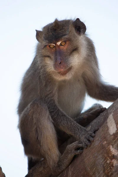 Καβουροφάγος Μακρύουρος Μακάκος Macaca Fascicularis Χαλαρός Παρατηρώντας Την Περιοχή — Φωτογραφία Αρχείου