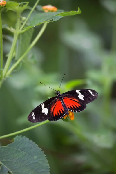 Butterfly Sitting Green Leaf — Stock Photo, Image