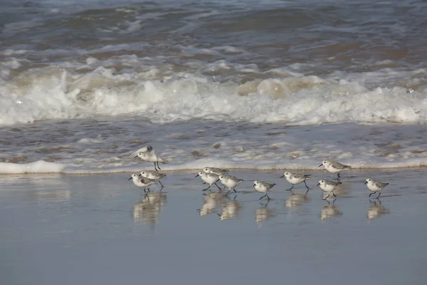 Gaviotas Playa Portugal — Foto de Stock