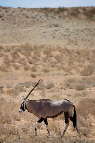 カラハリ砂漠の乾燥した草からのジェムズボクまたは南アフリカのオリックス オリキシーガゼラ 歩行や放牧の群れ — ストック写真