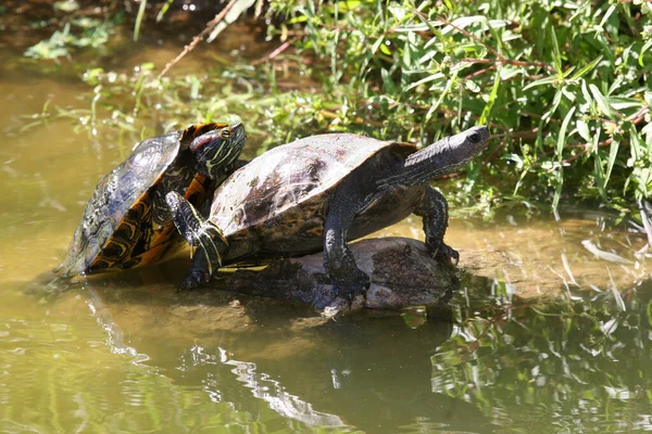 Close Zicht Van Schattige Schildpadden — Stockfoto