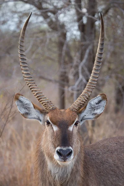 Close Vista Waterbuck Masculino Kobus Ellipsiprymnus — Fotografia de Stock