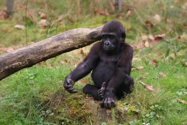 動物園のかわいいゴリラ — ストック写真