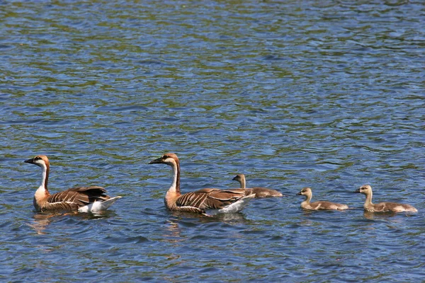 湖中的一群鸭子 — 图库照片