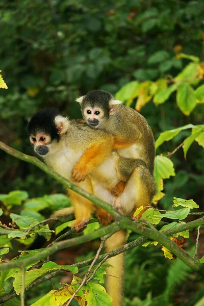 Monos Lindos Bosque — Foto de Stock