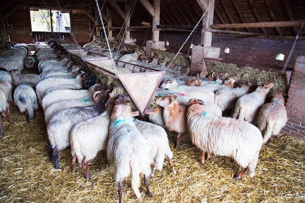 農場の羊の群れは — ストック写真