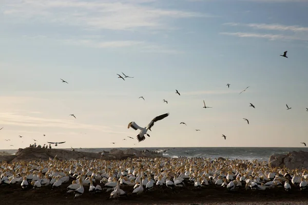 Stado Ptaków Morskich Latających Nad Plażą — Zdjęcie stockowe