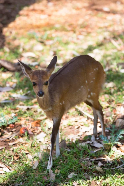 View Cutest Deer Wild — Stock Photo, Image