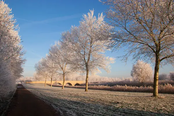 Красивый Зимний Пейзаж Деревьями Снегом — стоковое фото
