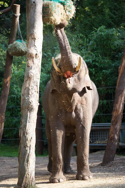 动物园里大象的肖像 — 图库照片