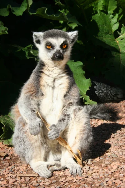 Ringsvansad Lemur Lemur Catta — Stockfoto