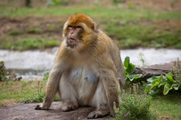 Macaco Sentado Chão — Fotografia de Stock