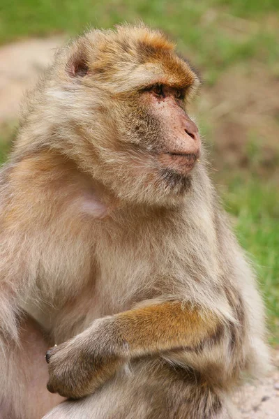 Χαριτωμένες Μαϊμούδες Άγριο Περιβάλλον — Φωτογραφία Αρχείου