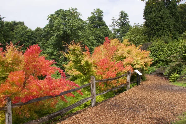 美丽的秋天风景 有树木和树叶 — 图库照片