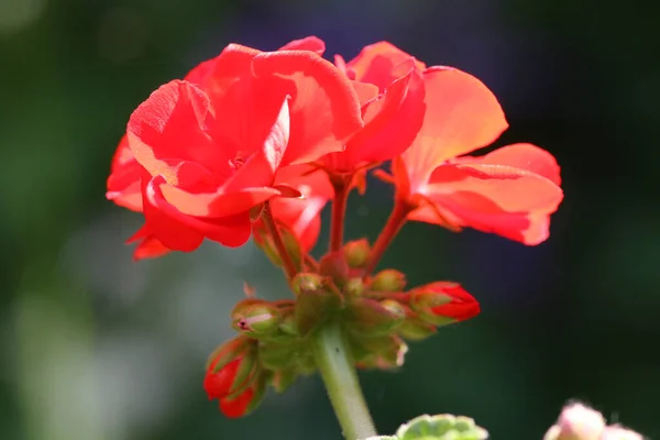 Bellissimo Fiore Rosso Giardino — Foto Stock