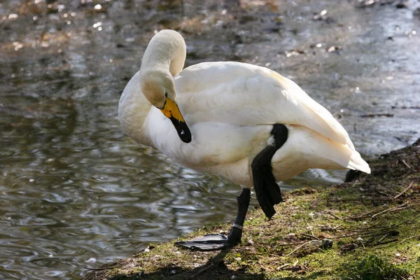 Cisne Branco Lago — Fotografia de Stock